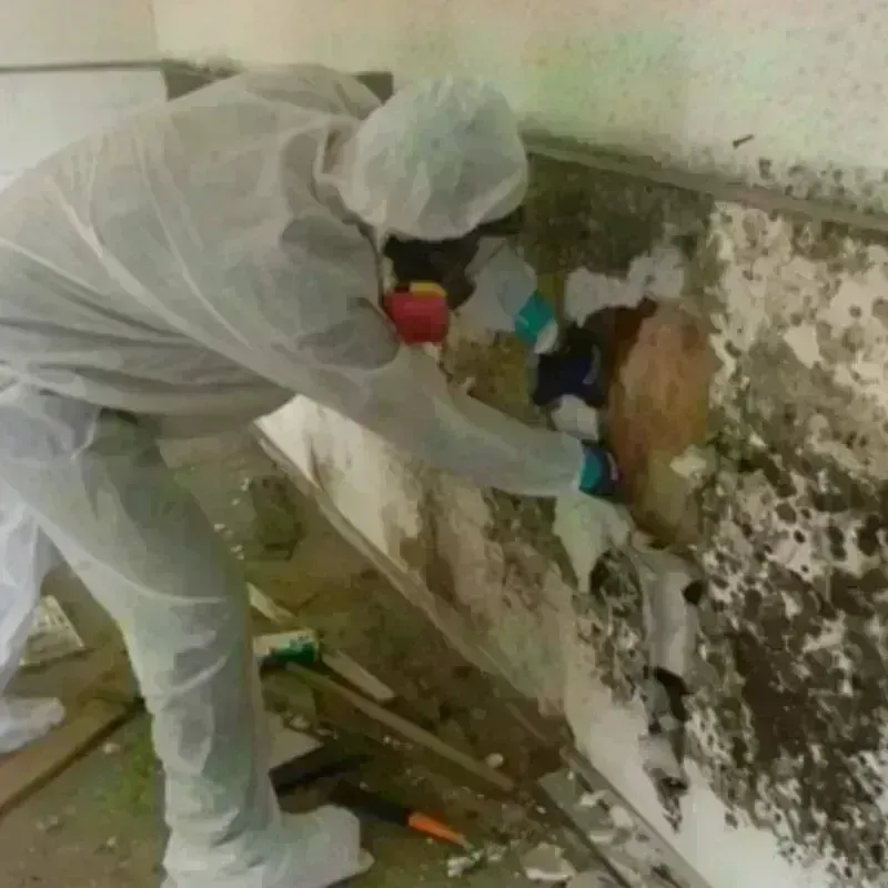 Mold Remediation and Removal in Lopezville, TX